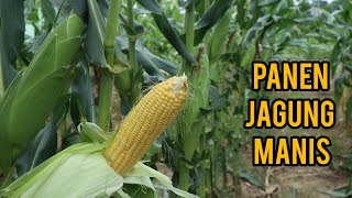 Panen Jagung Manis