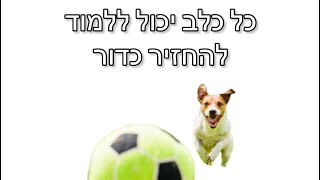 כל כלב יכול ללמוד להחזיר כדור