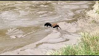 A close view of royal bengal tiger with wild boar near valmikinagar tiger reserve.........