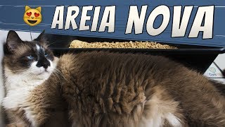 Trocando a areia dos gatos | VLOG - CarePet