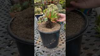 Пересадка эхеверии агавовидной (Echeveria agavoides) с большими корнями