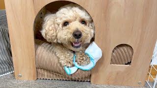 勝ち誇ったように笑う大きいトイプードル【デカプー】【トイプードルのロアくん】【toy poodle】