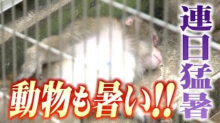 動物たちも暑い!!　ヒツジは「2回目」の毛刈り　保冷材の上にウサギ(2023年8月7日)