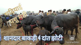 Madhiyai Mandi || मढ़ियाई पशु पैठ || bakdi buffalo || sanrdhna mandi || up mandi || Juberganj mela