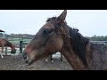 26 horses rescued horse plus happenings vlog 33 11 19 2024