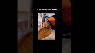 기분탓인가...ㅋㅋㅋㅋㅋㅋㅋ #냥이 #고양이 #야옹이 #so cute #funny #funnyvideo #shorts