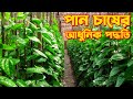 পান চাষের আধুনিক পদ্ধতি ll betel leaf cultivation in Bangladesh ll