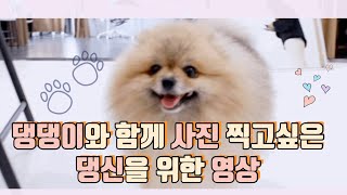 댕댕이 엄빠들 주목! 댕댕이랑 가족사진 한 장쯤 남겨야죠! | 그레이자식들