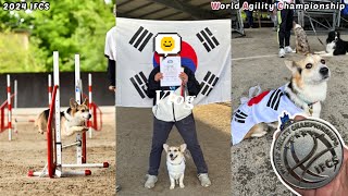 [루키로그]2024 어질리티 세계 대회 견생 처음 나갔는데 은메달🥈 이요?! | 2024 IFCS | world agility championship | 웰시코기 | 국가대표