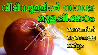 ഉള്ളി വേഗത്തിൽ വളരാൻ ഉള്ള മാർഗ്ഗം | Easily grow onion plant in water | Plastic Bottles