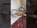 using a jet sweat to stop water while soldering plumber plumbing soldering ezmoney