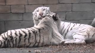 2014.11.24 東武動物公園☆ホワイトタイガーのスカイとアース【White tiger】_02