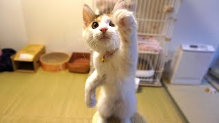 生後２か月の子猫がとにかく遊ぶ動画がずっと見ていられる【ノルウェージャンフォレストキャット】