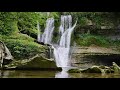 【relaxing】純音樂｜放鬆｜大自然的聲音 sound of nature｜流水聲｜小鳥叫聲｜chill music ｜easy listening｜安穩情緒｜減壓｜forest