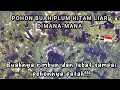 POHON BUAH PLUM HITAM LIAR DIMANA-MANA DI IBUKOTA DI SWEDIA