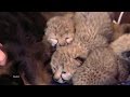 Pup Adopts Adorable Cheetah Cubs