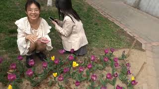 Tulip flower Beijing China