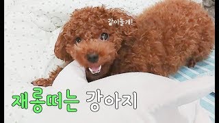 같이놀자며 재롱떠는 강아지 (잘근잘근 씹어대기)