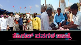 GLIMPSE OF KENGAL CATTLE FAIR  | ಕೆಂಗಲ್ ದನಗಳ ಜಾತ್ರೆ, ಚನ್ನಪಟ್ಟಣ.