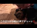 元保護犬・ロットワイラーmille （大型犬）パパに唸る？