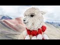 Exploring Rainbow Mountain Peru