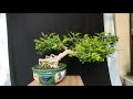 Cây Nguyệt Quế bonsai phong thủy dáng bay 0,8m giá tốt...lh 0969722320 gặp Quang nhé