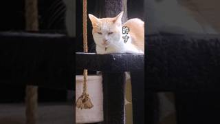 いつもありがとうございます　#保護猫 #多頭飼い #猫動画 #cats #shorts