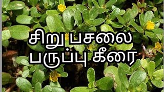 சிறு பசலை/ பருப்பு கீரை/Parupu Keerai/Siru Pasalai/How to grow Siru Pasalai/Parupu Keerai Growth