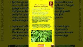 வெற்றிலை பண ரகசியம். வீட்டில் பணப்புழக்கம் அதிகரிக்க இதோ வெற்றிலை !