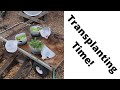 How to transplant seedlings that were Winter Sown | 2021 Version