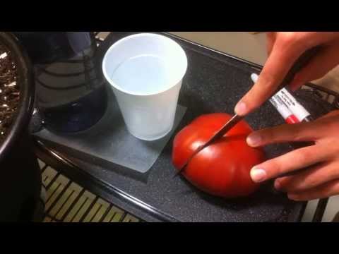 How to Save YOUR Tomato Seeds! Quick and EASY Seed Saving Tomatoes! How to Save YOUR Tomato Seeds! Quick and EASY Seed Saving Tomatoes!