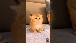 The adorable little cat videos 😻#shorts #youtubeshorts