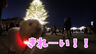 【犬 かわいい】横浜赤レンガ倉庫クリスマス・イルミネーションに行って来ました！　ラブラドゥードル dog　labradoodle　Yokohama