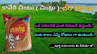 కావేరి చింటు సన్న వరి రకాలు | kaveri chintu telugu | kharif, yasangi sanna vari rakalu