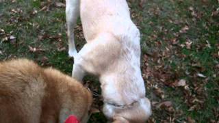 劇的な再会の後は・・♪（北海道犬・サルーキ・ラブ）