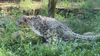 番外編 ユキヒョウの様子をお届け【‎2024年‎】【多摩動物公園】