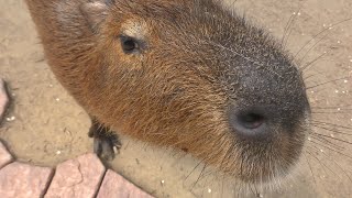 サユリワールドの動物たち (Sayuri World ～サユリワールド～) 2018年8月4日