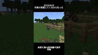 小さい牛が作業のおじゃましてくるから叱った！　#minecraft #マイクラ #ゲーム実況 #ゲーム配信 #gameplay #初心者