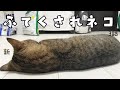 イタズラ後ママに怒られ、ぷんすかと拗ねた猫が可愛すぎたｗ