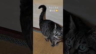 ゆっくりしっぽを振ってる猫  #キジトラ猫 #キジトラ #ねこ動画 #癒し動画 #バズる #きゅんです