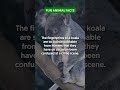 the koala fingerprints that confused crime scenes