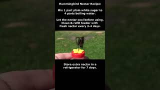 SIMPLE NECTAR Recipe for Hummingbirds