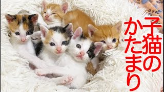 保護子猫6匹、子猫保育園に入園する The rescued kittens kindergarten 2021