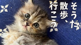 お散歩する仔猫。サイベリアンの子猫がはじめてペットサークルの外にお出かけ【赤ちゃん・多頭飼い】