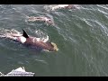 Killer whales hunt on seal| CCTV English