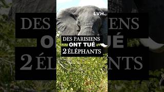 Pourquoi des Parisiens ont tué 2 éléphants ?? #histoire