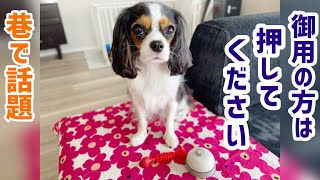 【キャバリアという犬】呼び鈴を買ってもらった愛犬うに(2歳8ヶ月)