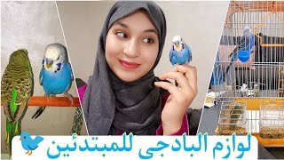 تربية طيور البادجي للمبتدئين🐦قفص البادجي ولوازمه🤌وأخيرا سلسلة الطيور