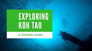 【タオ島Vlog】タイの秘境でダイビングをしたい人へ