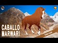 CABALLO MARWARI, un caballo considerado uno de los más bellos del mundo, RAZAS DE CABALLOS